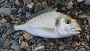 Дорадо что за рыба, где водится, цена, рецепты, калорийность