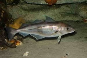 Что за рыба пикша – как готовить, польза и вред, отзывы, вкус