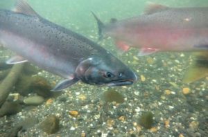 Кижуч что за рыба, как готовить, много ли костей, рецепты