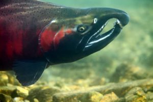 Кижуч что за рыба, как готовить, много ли костей, рецепты