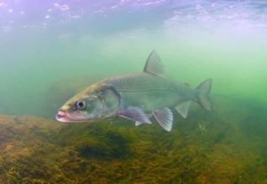 Белорыбица что за рыба, фото, рецепты, описание, польза