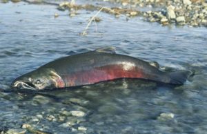 Кижуч что за рыба, как готовить, много ли костей, рецепты