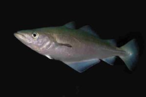 Что за рыба сайда – как готовить, рецепты, отзывы, фото, цена