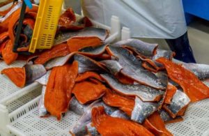 Что за рыба нерка – фото, отзывы, польза и вред, рецепты