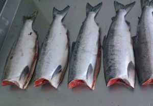 Кижуч что за рыба, как готовить, много ли костей, рецепты