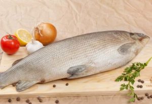 Белорыбица что за рыба, фото, рецепты, описание, польза