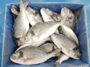 Дорадо что за рыба, где водится, цена, рецепты, калорийность