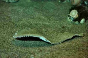 Что за рыба морской язык – рецепты, польза и вред, описание