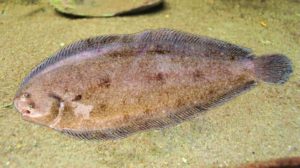 Что за рыба морской язык – рецепты, польза и вред, описание