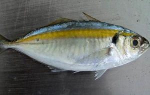 Что за рыба желтый полосатик, где водится, фото, как выглядит