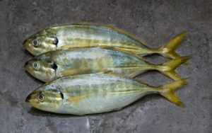 Что за рыба желтый полосатик, где водится, фото, как выглядит