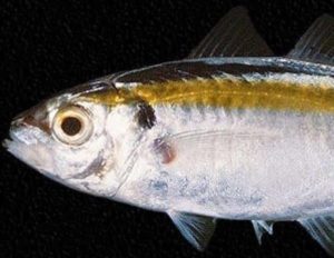 Что за рыба желтый полосатик, где водится, фото, как выглядит