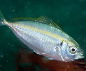 Что за рыба желтый полосатик, где водится, фото, как выглядит