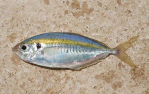 Что за рыба желтый полосатик, где водится, фото, как выглядит