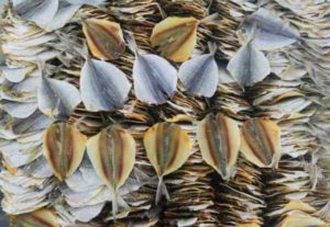 Что за рыба желтый полосатик, где водится, фото, как выглядит