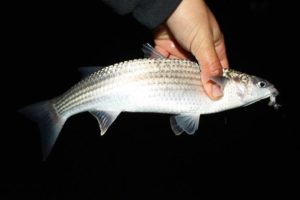 Что за рыба пеленгас черноморский, где водится, рецепты, фото