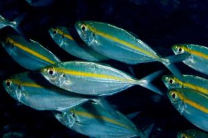 Что за рыба желтый полосатик, где водится, фото, как выглядит