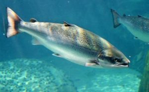 Что за рыба лосось австралийский, дикий, кахавай и мурманский