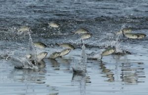 Что за рыба пеленгас черноморский, где водится, рецепты, фото