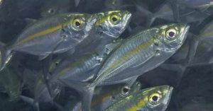 Что за рыба желтый полосатик, где водится, фото, как выглядит