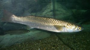 Что за рыба пеленгас черноморский, где водится, рецепты, фото