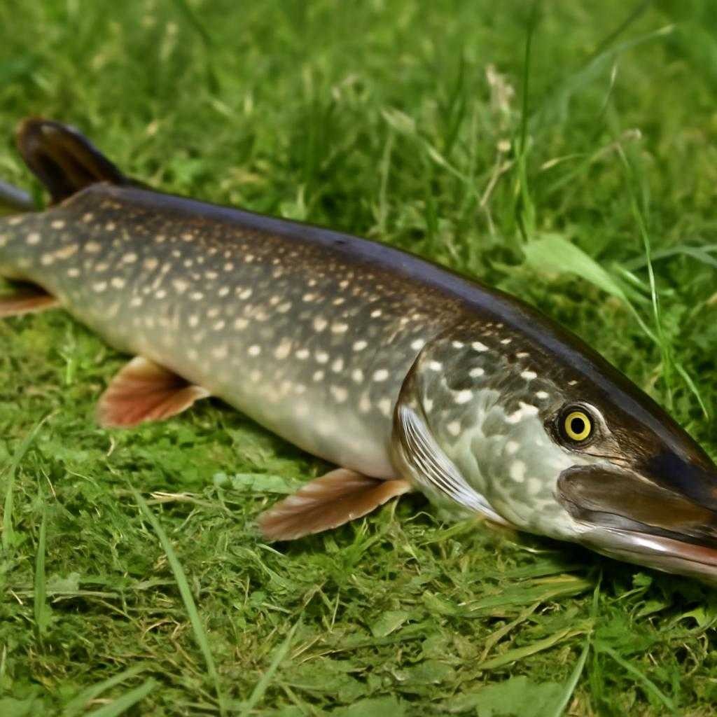 июньская щука