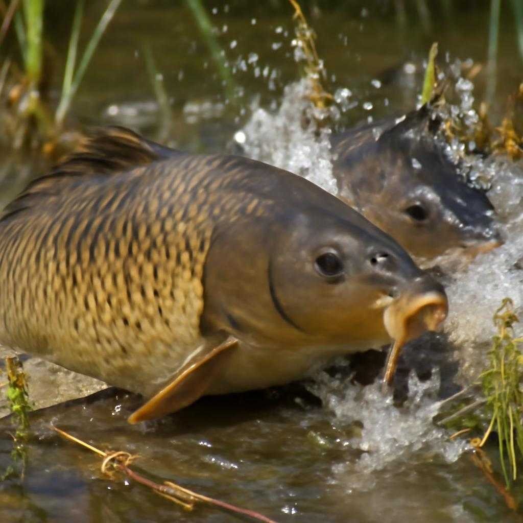 нерест сазана